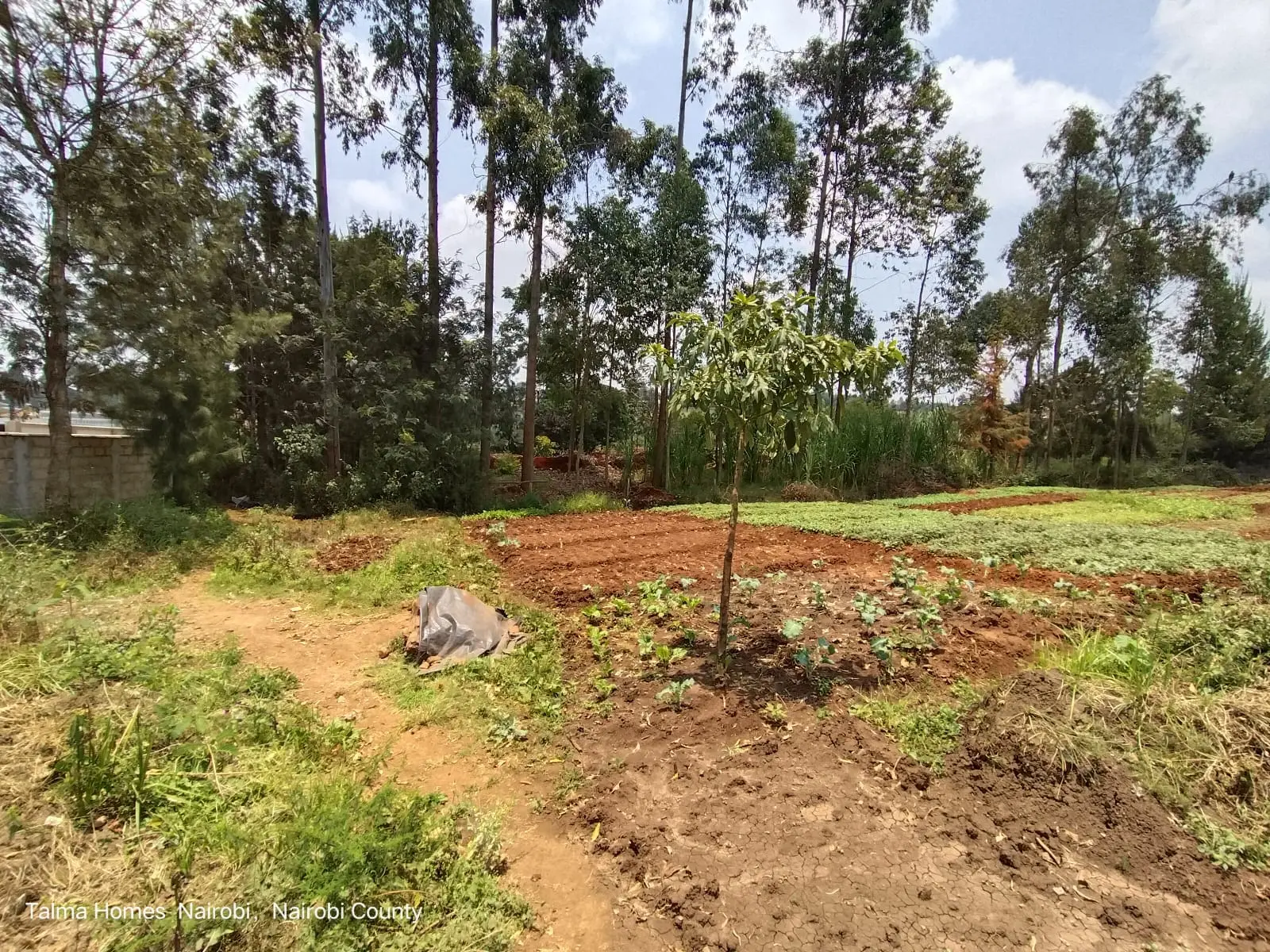 Prime 0.5 acre land for sale in loresho
