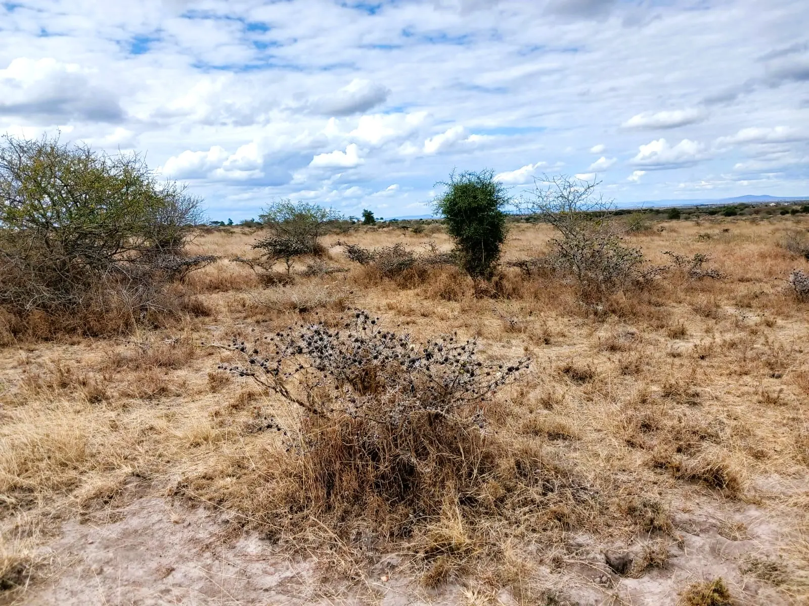 0.25 Prime Land for sale in Kisaju