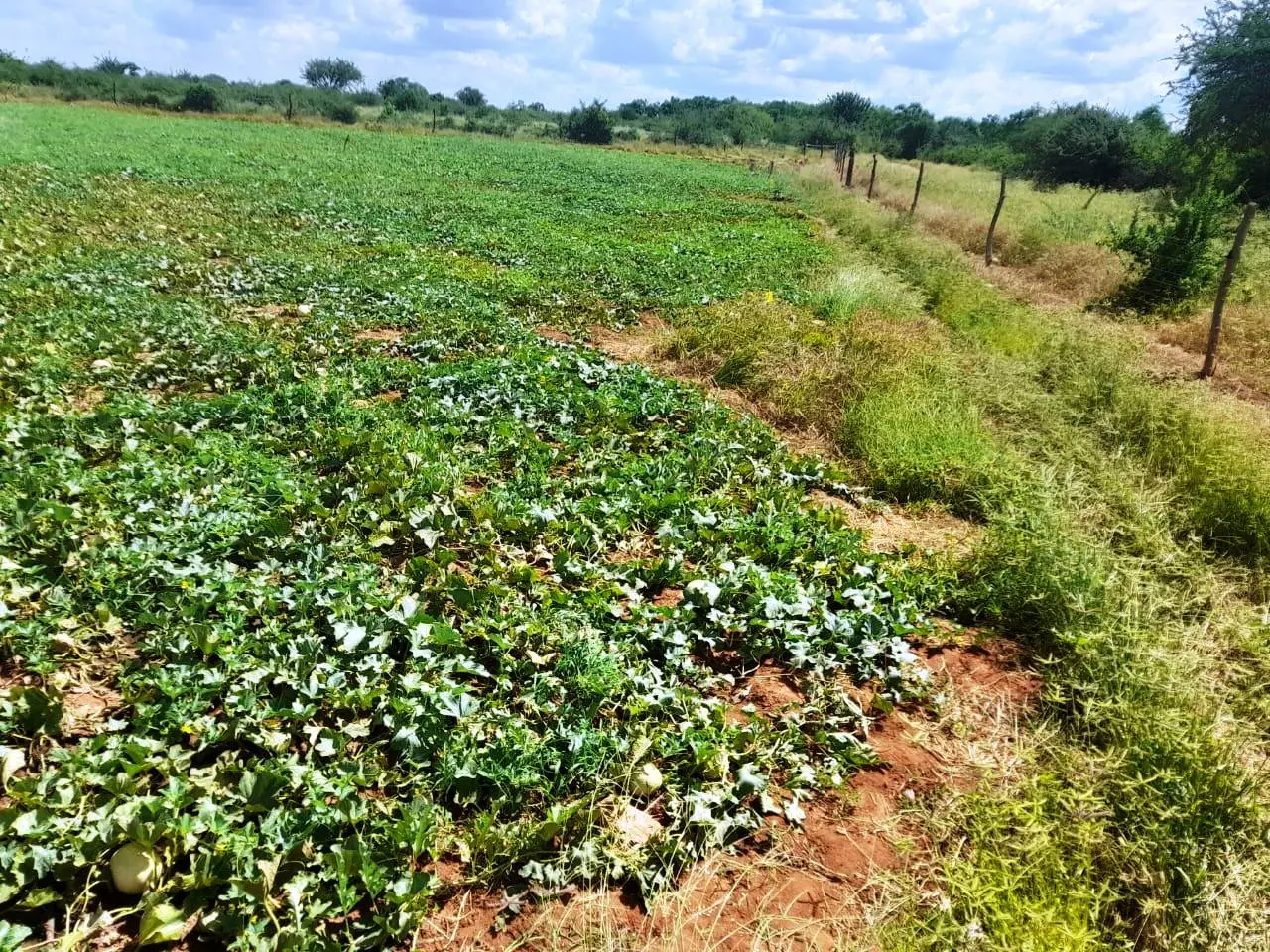 305-Acre Riverfront Farm in Makueni County, Perfect for Agriculture and Eco-Tourism