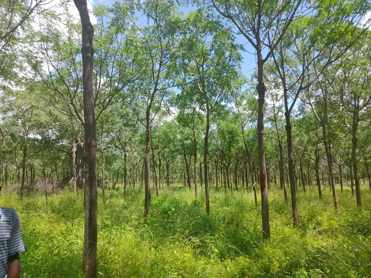 305-Acre Riverfront Farm in Makueni County, Perfect for Agriculture and Eco-Tourism
