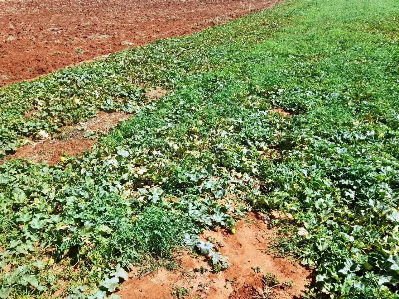 305-Acre Riverfront Farm in Makueni County, Perfect for Agriculture and Eco-Tourism