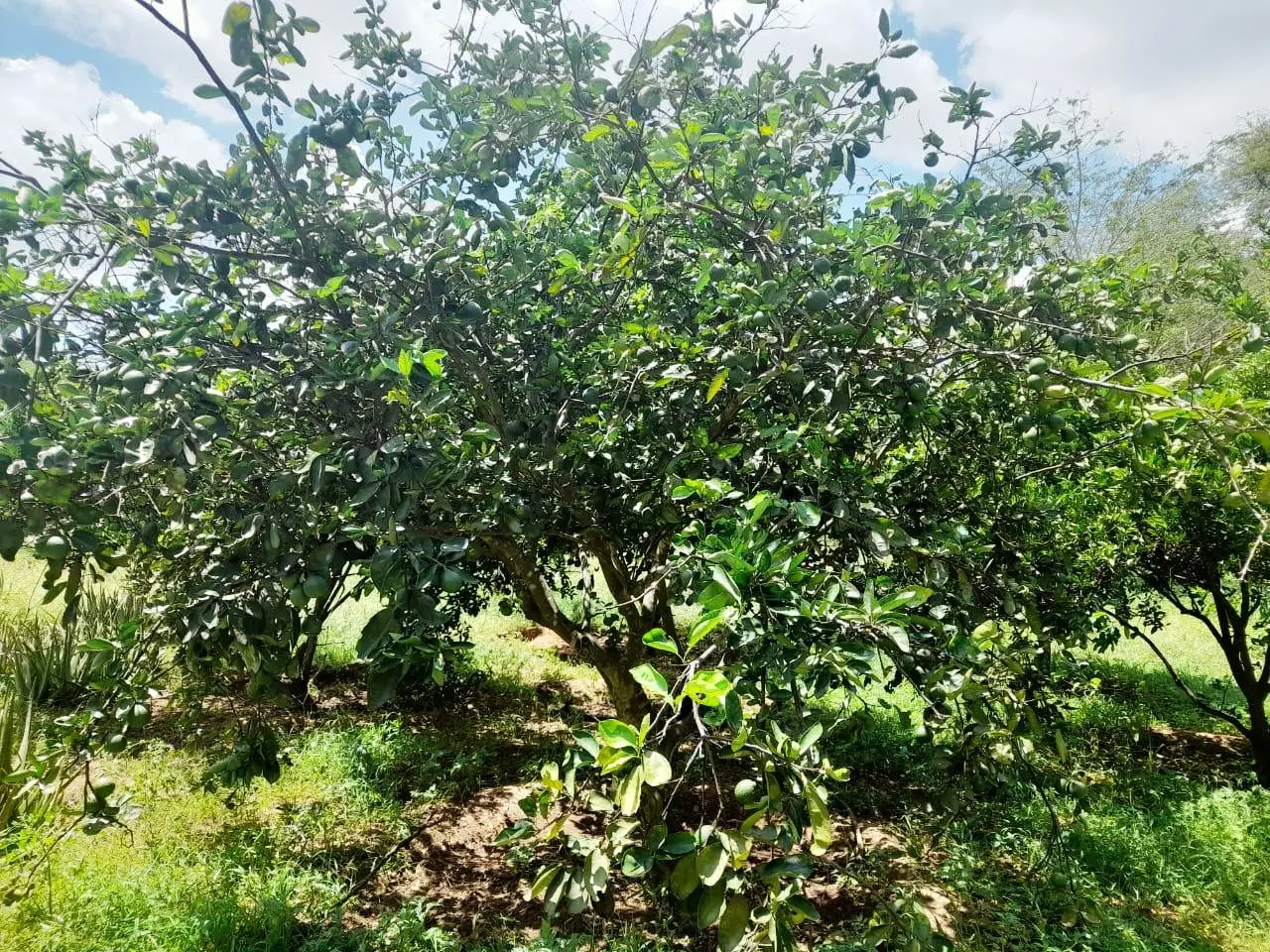 305-Acre Riverfront Farm in Makueni County, Perfect for Agriculture and Eco-Tourism