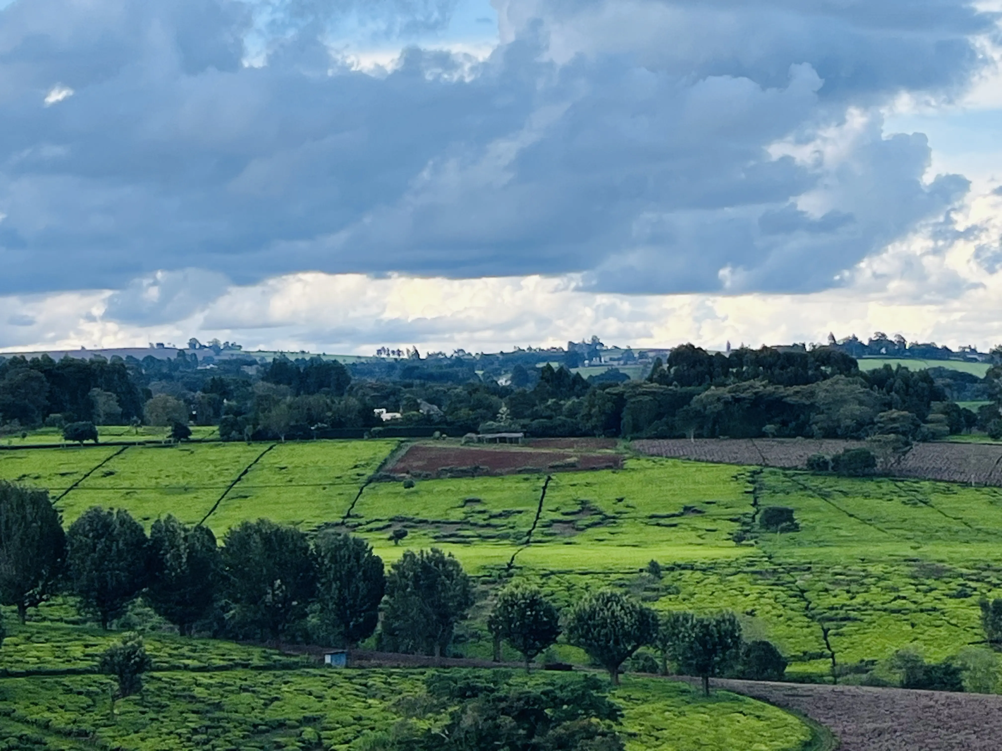 40 Acres Tea Farm For Sale – Limuru