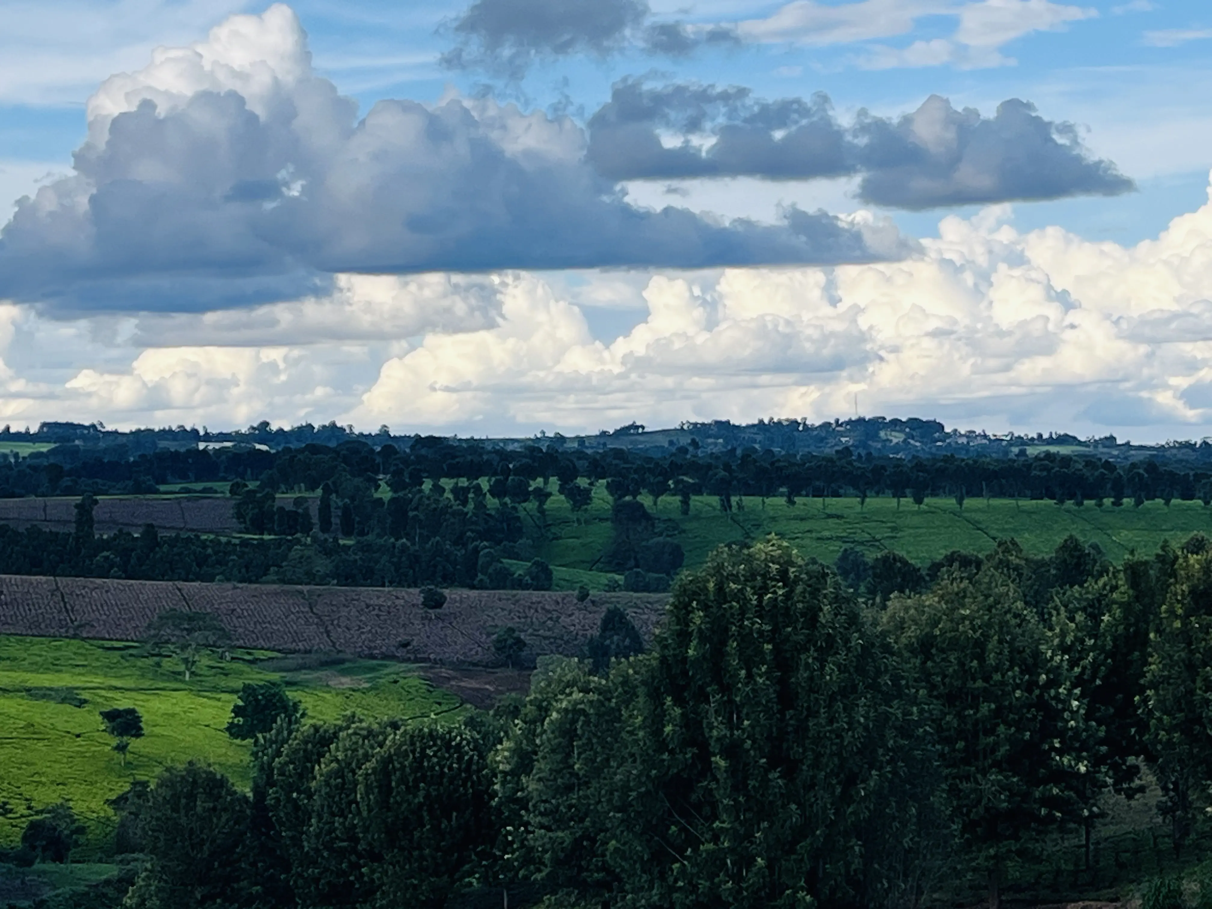 40 Acres Tea Farm For Sale – Limuru