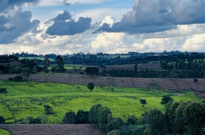 40 Acres Tea Farm For Sale – Limuru