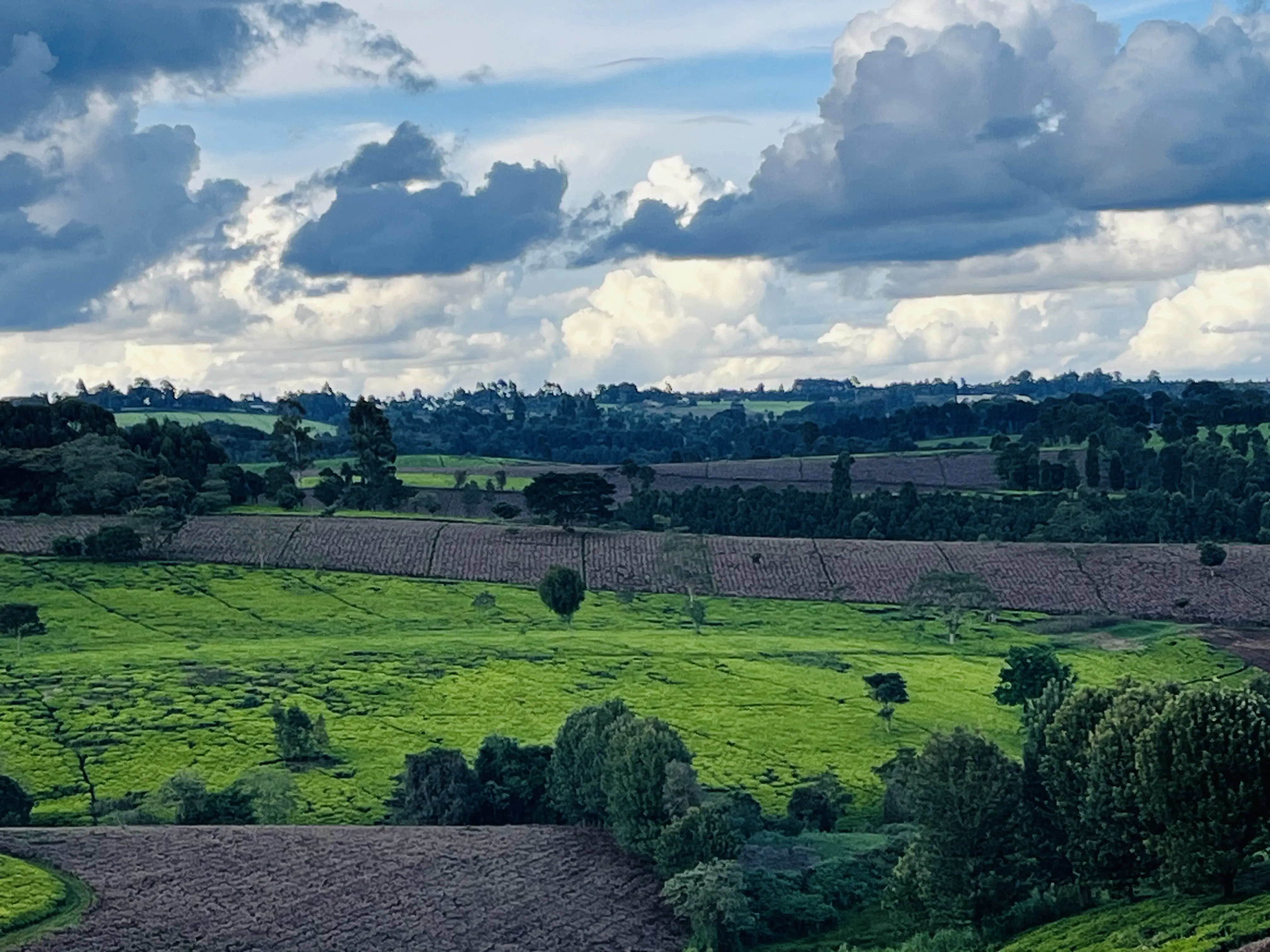 40 Acres Tea Farm For Sale – Limuru